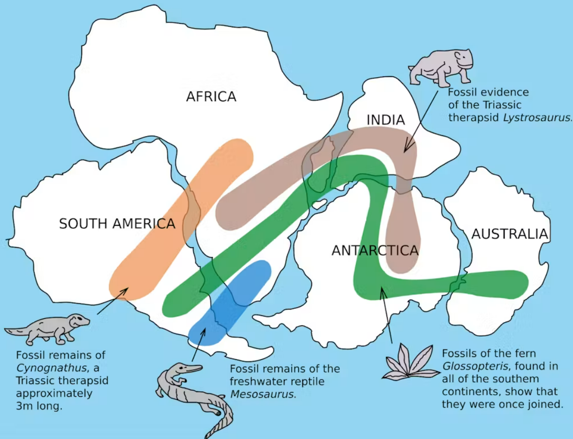Fossils found in Australia, Africa, Antarctica, India and South America show how Gondwana once connected the world. Fossils found in Australia, Africa, Antarctica, India and South America show how Gondwana once connected the world.